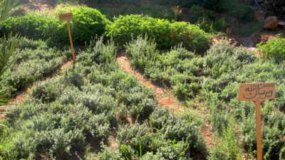 An herb plot with basil, rosemary, mint, and thyme planted by women in the Ferkla region.​