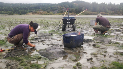 Swinomish fisheries managers and scientists collect data on how ocean acidification is impacting oyster and clam development.
