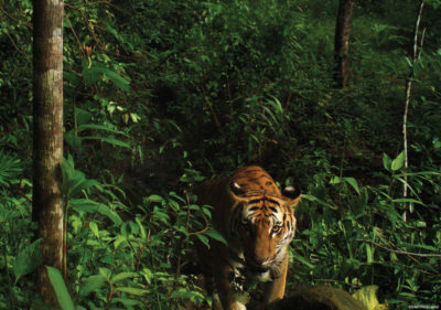 A female tiger photographed by a camera trap in Eastern Thailand.
