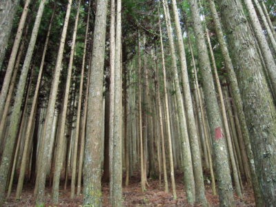 A planted forest in Nara Prefecture, Japan.