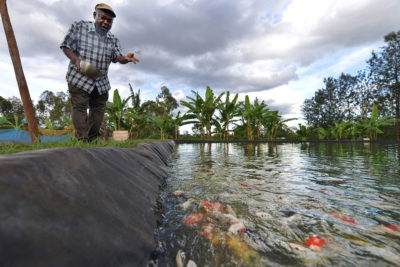William Kiarie feeds goldfish at his fish farm in Sagana, Kenya, where he also raises tilapia and catfish. 
  