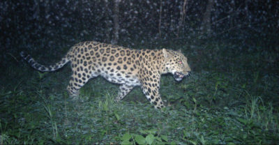 At least 42 Amur leopards, such as this one photographed at a camera trap, live within the boundaries of the proposed new national park.