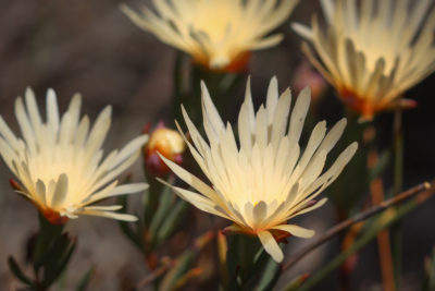 Lampranthus schlechteri, a rare, native plant species found in the Wemmershoek Vlei wetland, which was recently damaged by efforts to drill for groundwater.