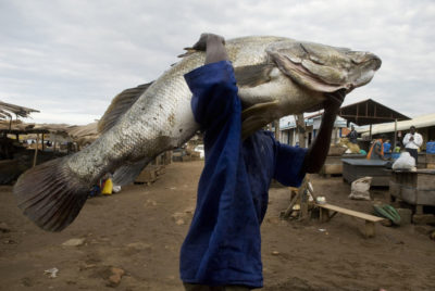 Nile perch, such as this 80-kilogram one caught in Uganda, devastated native species in Lake Victoria after being introduced in the 1950s. 
  