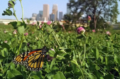 A monarch butterfly in a field near downtown Minneapolis. 