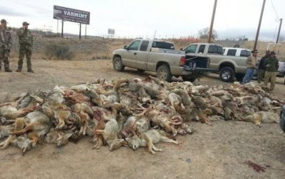 Coyote carcasses piled at a killing contest in Nevada. 
  