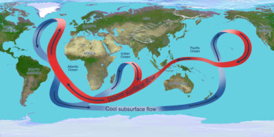 Illustration depicting the circulation of the global ocean. Throughout the Atlantic Ocean, the circulation carries warm waters (red arrows) northward near the surface and cold deep waters (blue arrows) southward.
