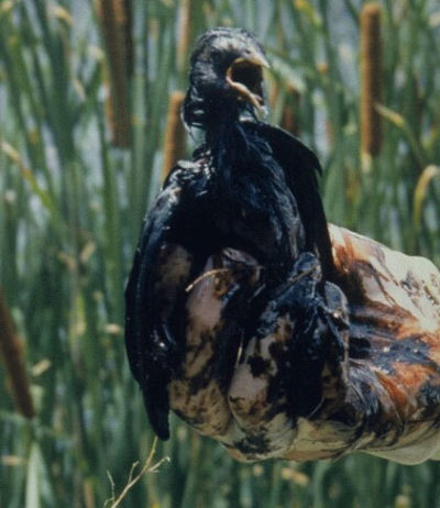 A bird covered in oil at a wastewater pit in central Kansas.