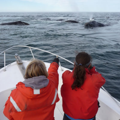 Left: New England Aquarium scientists collect data on right whales in the Bay of Fundy. Right: A whale entangled with fishing line, which can lead to bone damage, infection, and eventually death.