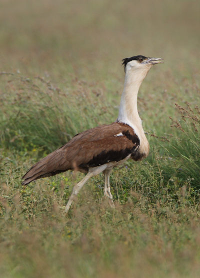 A male great Indian bustard in Rajasthan. 