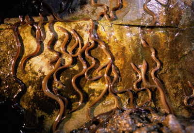 Adolescent or yellow eels begin to climb the walls of a dam as they continue to make their way upstream on the Sebasticook River in Maine. Many dams now have eel ladders for passage upriver. 
