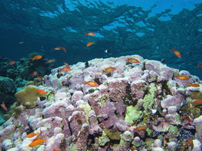 A reef scene with coralline algae. 
