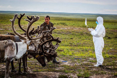 A Russian veterinarian checks reindeer for anthrax in the Yamalo-Nenets Autonomous Okrug of Siberia in 2016.