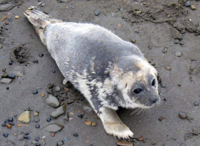 This ringed seal suffered from a mysterious disease that afflicted walruses and seals along Alaska's northern coast for several years starting in 2011.