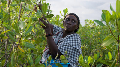 Niodior resident Saly Sarr picking "propagules" from older mangrove trees that will be used to regenerate bare spots among the new saplings.
