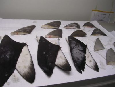 Scientists can genetically analyze shark fins to determine whether they were illegally obtained.