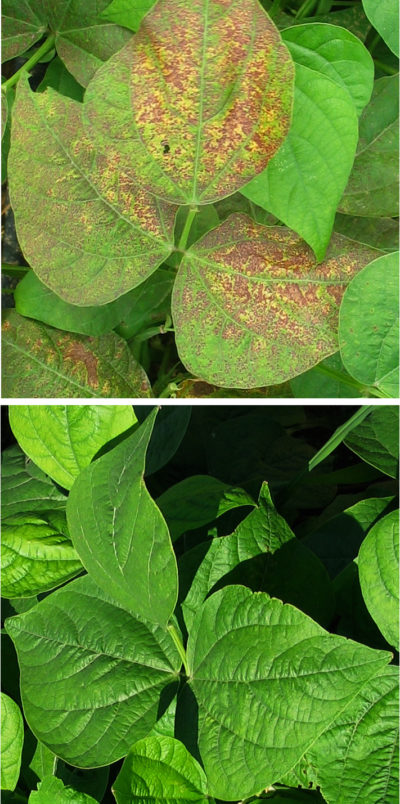 Leaves of a snap bean plant that is sensitive to ozone [top] compared with one that is ozone tolerant.