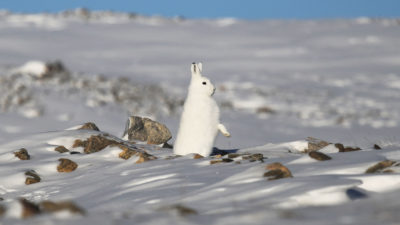 Snowshoe hares have been shifting their range north at the rate of more than five miles a decade in response to declining snow cover.