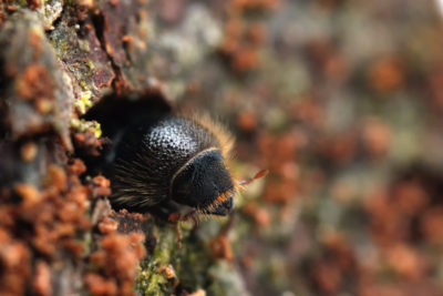 The spruce beetle (Ips Typographus) has expanded its range across Europe and Siberia.