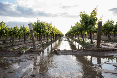 This farm in Fresno County, California was flooded last year with water from the nearby Kings River to replenish the aquifer below.
  
 
  