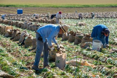 Farmworkers harvest yellow onions in Colorado’s Gunnison Valley. Agriculture uses about 80 percent of the Colorado River’s water to irrigate 6 million acres of crops.