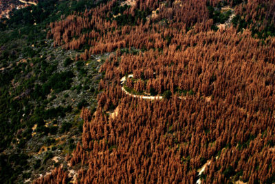 Bark beetles have ravaged 85,000 square miles of forest in the western United States since 2000, including this area in California as seen in 2016.