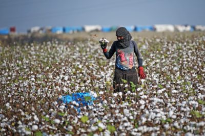 A woman harvests cotton, one of Turkey's major cash crops, in southern Adana Province.