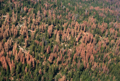 Aerial view showing dead trees in Sequoia National Forest in August 2016.