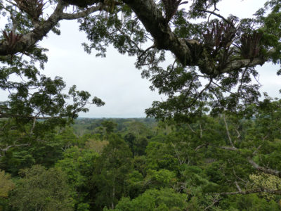 The view from the crown of the ceibo tree that Haskell visited multiple times in the Amazon.