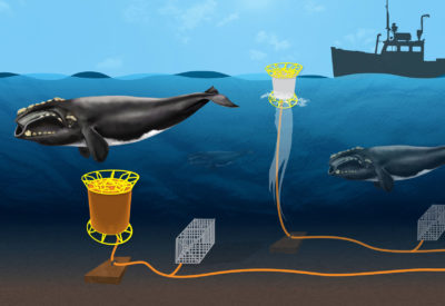 Ropeless technology uses an acoustic signal to release a lobster trap on the ocean bottom, rather than a line to the surface that can entangle whales. 