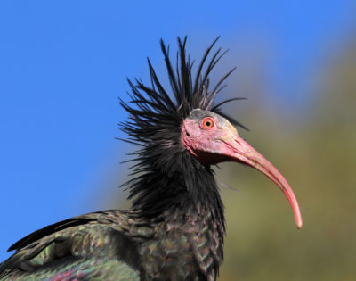 As a waldrapp matures, the unfeathered areas of it head and neck turn from grey to red.
