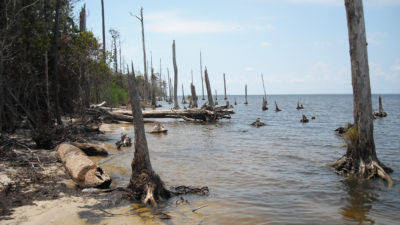Dead and dying trees on the shores of the Albemarle Sound in North Carolina.