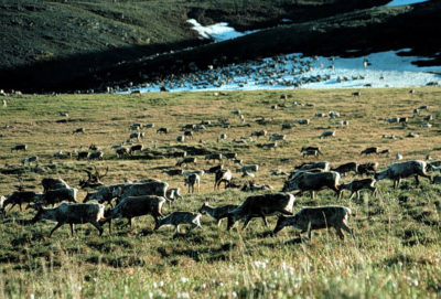 Caribou graze in the Arctic National Wildlife Refuge in Alaska.
