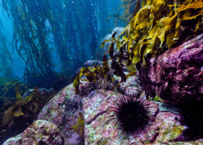 The progression of the destruction of a kelp forest in Tasmania by urchins, from left to right. The Australian island state has lost more than 95 percent its kelp forests in recent decades.