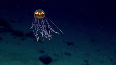A jellyfish at 12,000 feet in the western Pacific Ocean.