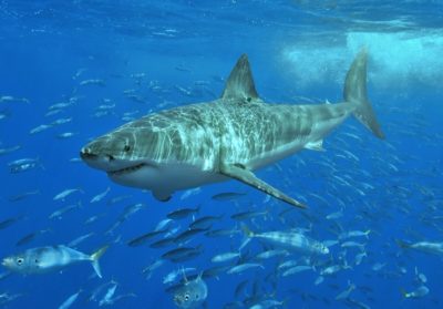 A great white shark near Isla Guadalupe, Mexico in the Pacific Ocean.
