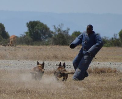 Known for high energy and attack capability, Malinois dogs form the core of Ol Pejeta's K9 unit.