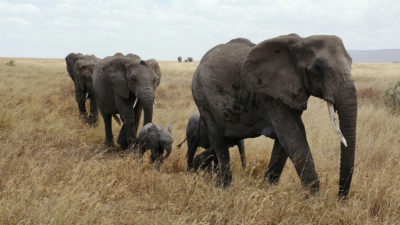 African elephants in Serengeti National Park, Tanzania.