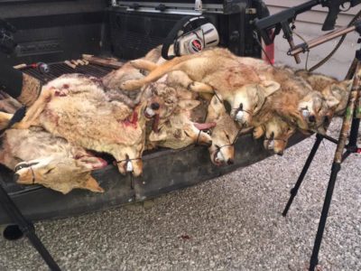 Coyotes killed at the Southern Illinois Predator Challenge in 2017.