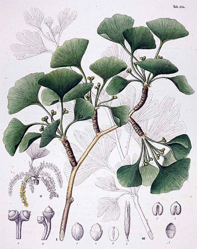 An early Western botanical illustration of Ginkgo biloba, published in Europe in 1835.