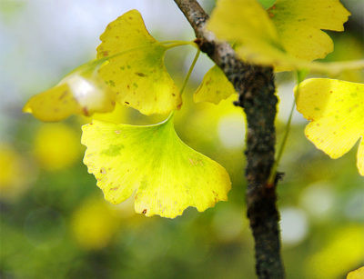 Ginkgo leaves in the autumn.
