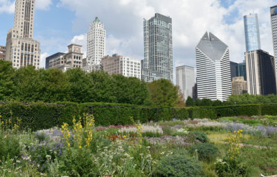 Lurie Garden in Chicago’s Millennium Park is a “near-native” representation of prairie habitat.
  