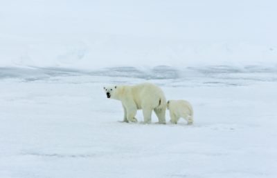 Mother polar bear and cub on the Arctic Ocean.