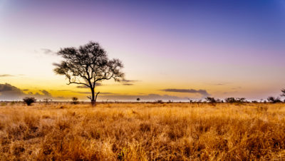 Researchers have identified South Africa's Kruger National Park (seen here) as suitable for planting trees, even though it is mostly a natural open savanna ecosystem.