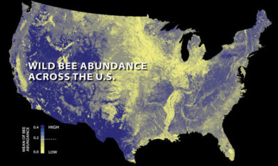 The abundance of wild bees across the U.S. in 2013, with areas of yellow showing where bee populations have declined.