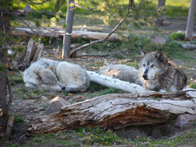 Gray wolves were reintroduced in Yellowstone National Park under the Endangered Species Act, which congressional Republicans are seeking to overhaul. 
  