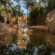 Tigers photographed with a remote camera in India’s Bandhavgarh Tiger Reserve.