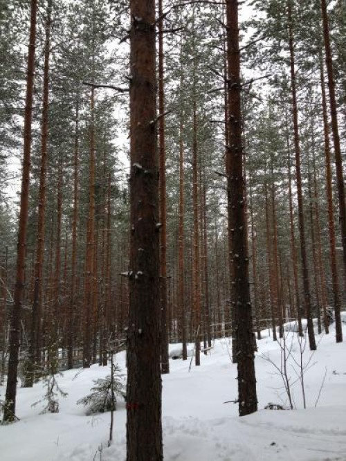 Finland pine forest