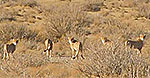 Asiatic cheetah mother and four cubs