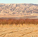 Central-Valley-drought-130.jpg